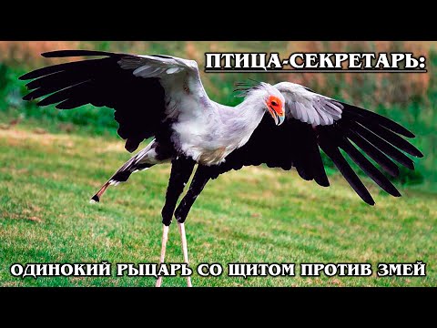 SECRETARY BIRD: an Insatiable African predator and snake killer