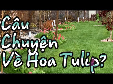 Video: Hoa Tulip Trong Lĩnh Vực Mở. Phần 2