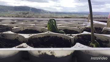 Runner bean time lapse