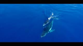 Whales Mauritius