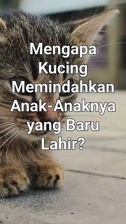 Kenapa Kucing Memindahkan Anaknya yang Baru Lahir? #kucinglucu #cat #kucing