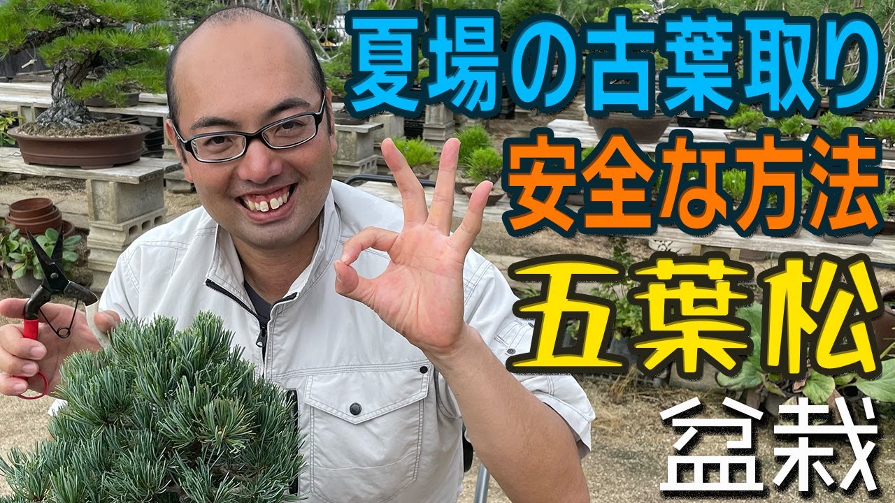 Goyomatsu/Bonsai] How to safely remove old leaves in summer - YouTube