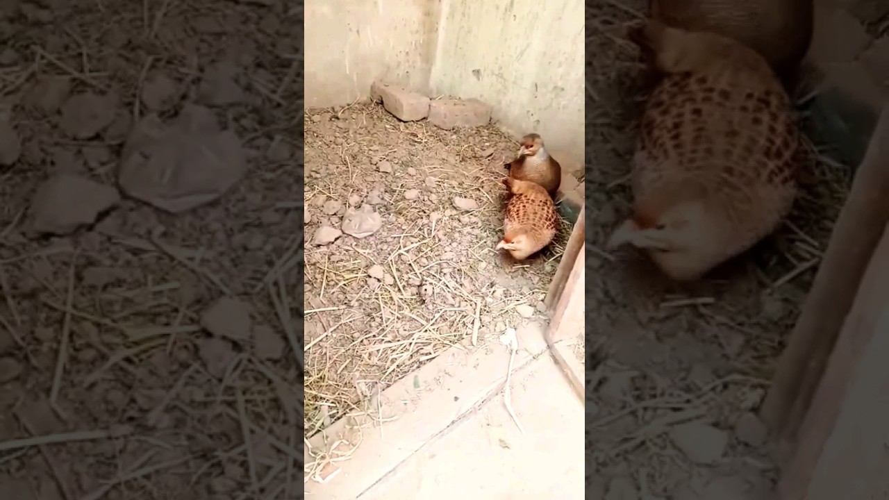 Teetar breeding season ||teetar ki breed 