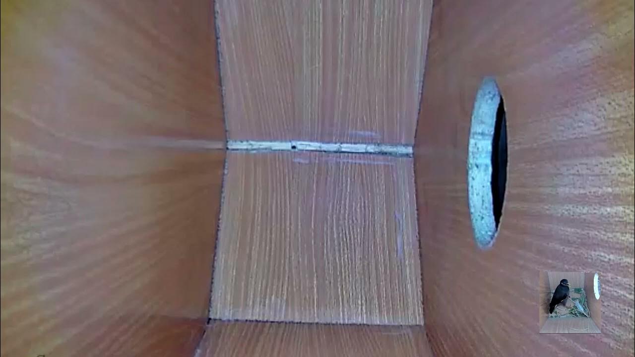 Empty nest box installed on 28042022 nest myna nestbox nestcamera