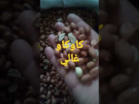 ارتفاع سعر الفول السودانى