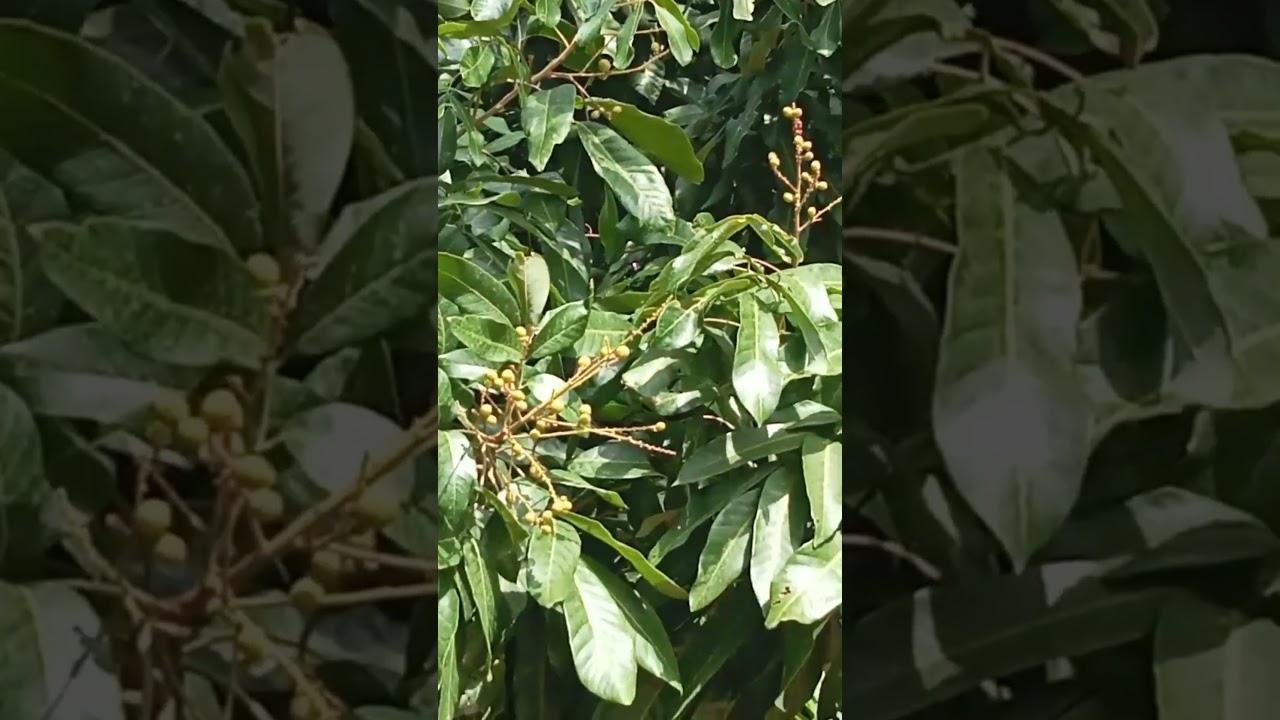 ลำใย3-4ปีไม่เคยเห็นลูกปีได้กินเเล้ว #ลำใย #นาโนแม็ก