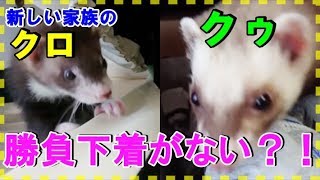 【フェレット 面白】新しい家族ができたんですが・・・2人のフェレットさん、勝負下着はどこ？[Ferret fun]  Where is my game underwear?