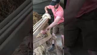 Hemp Decortication by hand (old school method)