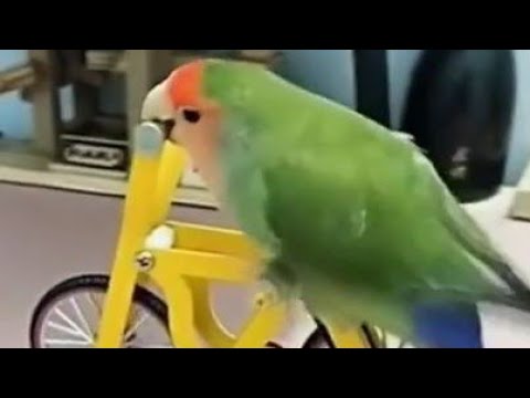 ترويض غندوره عندورة روز أصفر فيشر راماج