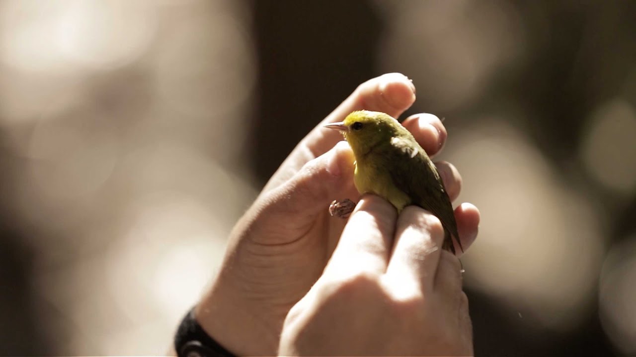 The Effects of Humanity and A Warming World | Fight or Flight | IN FLUX | S1 E2 | Movement