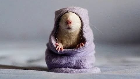 Как назвать крысу  Клички для грызунов  Советы для владельцев крыс   Clicks for rodents