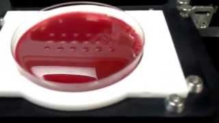 UDSA   12 Channel SOLO automated pipettor Pipetting Samples to Petri Dish Lab Automation