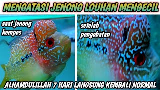 AKIBAT STRESS JENONG LOUHAN BISA KEMPES MENGECIL? BEGINI SOLUSI MUDAH NYA..