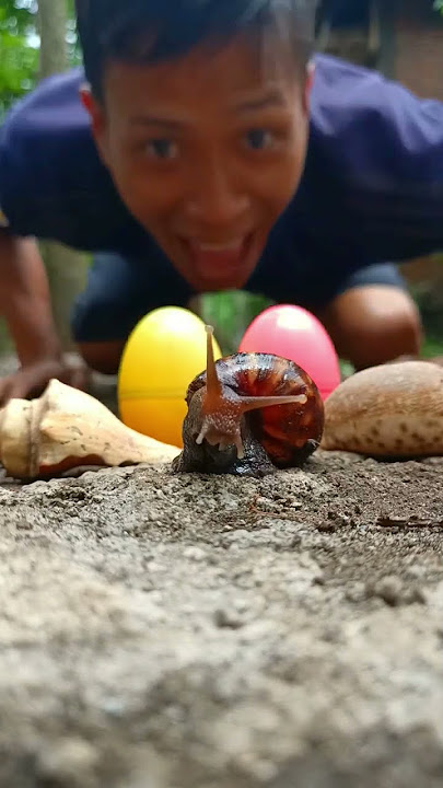 Anak-anaknya kabur, bapaknya malah mau cium bekicot 🤣 - #funnyvideo #snail #bekicot