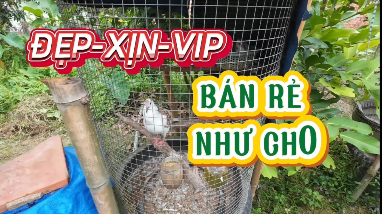 Chim cu gáy giá rẻ như cho.