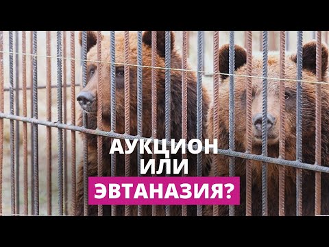 Что ждёт медведей под Даугавпилсом?