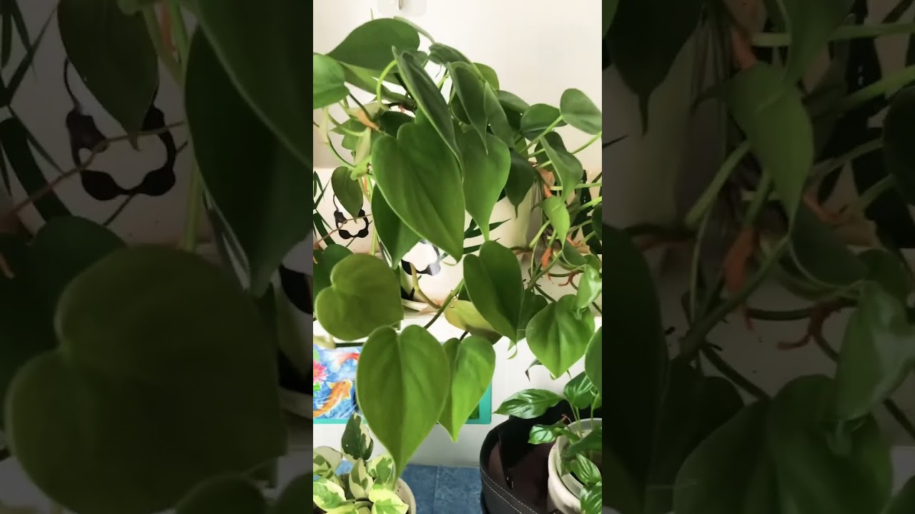 You need to plant this Heart Leaf Philodendron Pothos 