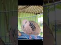 Malayan dove#birds #tekukursultan #tekukurliar #tekukur #birdsounds #birdsong