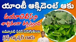 Reduces Diabetes | Punarnava Leaf Benefits in Telugu Dr. Manthena Satyanarayana Raju