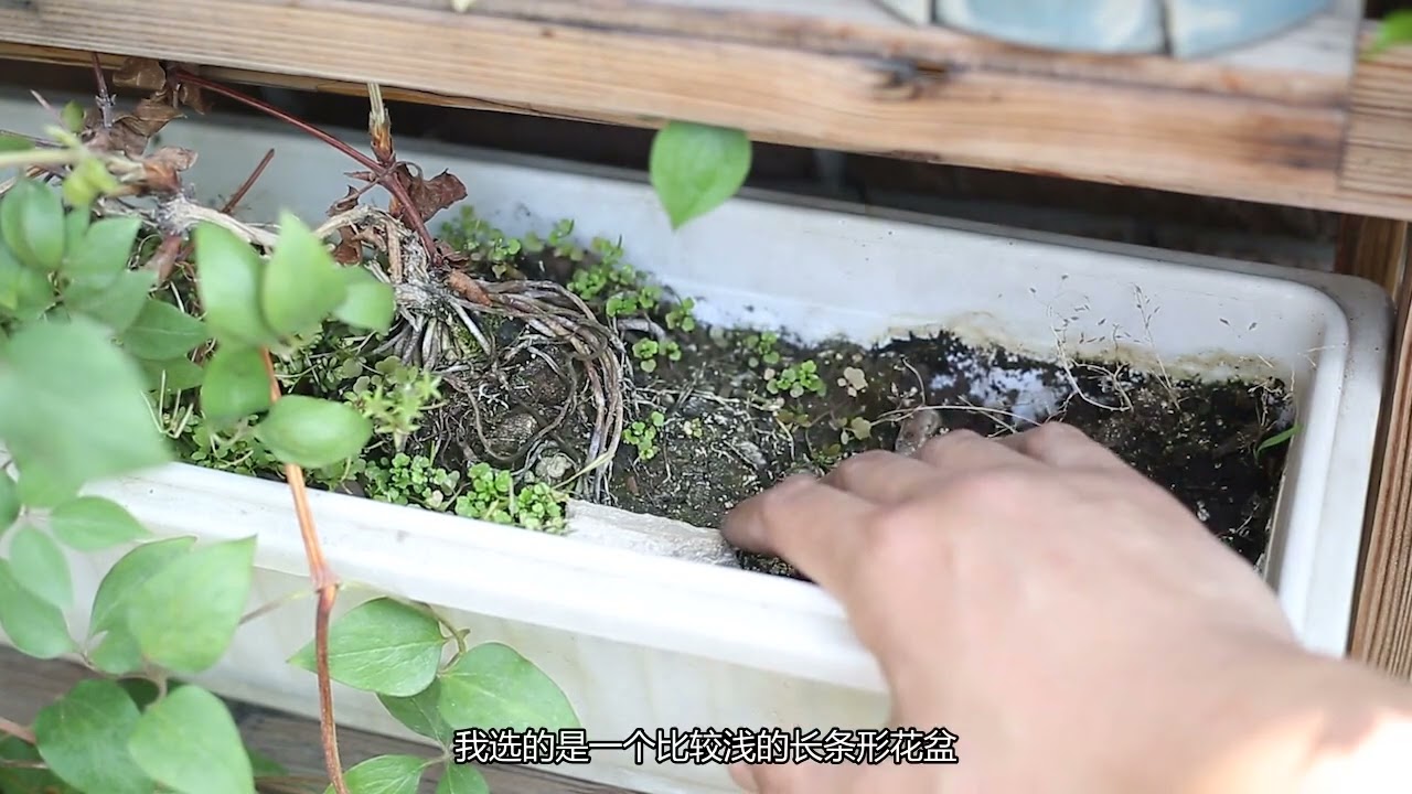 园艺师教你，铁线莲怎么养，这可能是关于它，最简单易懂的教程了