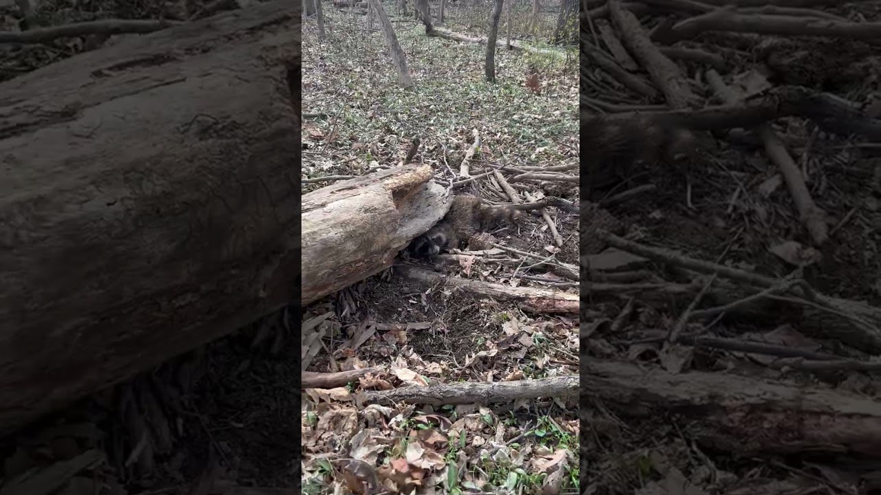 Raccoon caught in MB-550 trap 