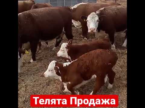 Видео: Детето не иска да учи: съвет от психолог. Какво да направите, ако детето не иска да учи