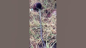 #карелия #природа #рысь chim ăn rắn #tamilnaduaseel #snake #excavator #cobra #рысь #природа #карелия