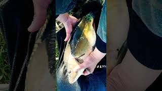 #pescuitlacrap #balta #pescuit #nebunie #12h1r #pescuit #fishing cel mai relaxant sport