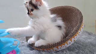 It's cute to see kitten Qiqi move to the carboard scratcher without her feet touching the carpet