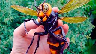 20 Most Dangerous Insects Around the World
Explore the 20 most dangerous insects around the world, featuring the deadliest and most painful insect stings that can be fatal to humans. From the giant insects like the Asian Giant Hornet and Bullet Ant, to the creepy insects like the Tarantula Hawk and Assassin Caterpillar, well delve into the world of scary creatures that can cause severe harm. Mosquitoes, Fire Ants, and Africanized Honey Bees are just a few examples of the insects that can deliver a painful bite or sting. In this video, well countdown the top 20 most dangerous insects, including the Killer Bee, Tsetse Fly, and Driver Ants, that are known to be aggressive and deadly. So, if youre ready to face your fears and learn more about these creepy crawlies, then watch until the end!
dangerous insects,painful insect stings,Most dangerous insects,insects,killer bee,caterpillar,hornet,giant insects,creepy insects,Mosquitoes,Asian Giant Hornet,Killer Bee,Tsetse Fly,Africanized Honey Bee,Fire Ants,Bullet Ant,Tarantula Hawk,Driver Ants,Australian Funnel-Web Spider,Giant Centipede,Assassin Caterpillar,Brown Recluse Spider,Deathstalker Scorpion,Botfly,scary creatures,scary insects,insect stings,insect bite,nature,wildlife,brave wilderness,wild animals,animal planet,extinct or alive,top 10,worst insects,most dangerous insects,dangerous bugs,most deadly bugs,around the world,most dangerous bugs,deadliest insects,most dangerous,worst bugs,top most,top list,deadly insects,caught on camera, 20 Most Dangerous Insects Around the World