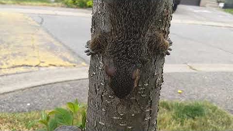 rescued baby squirrel climbs tree for first time.