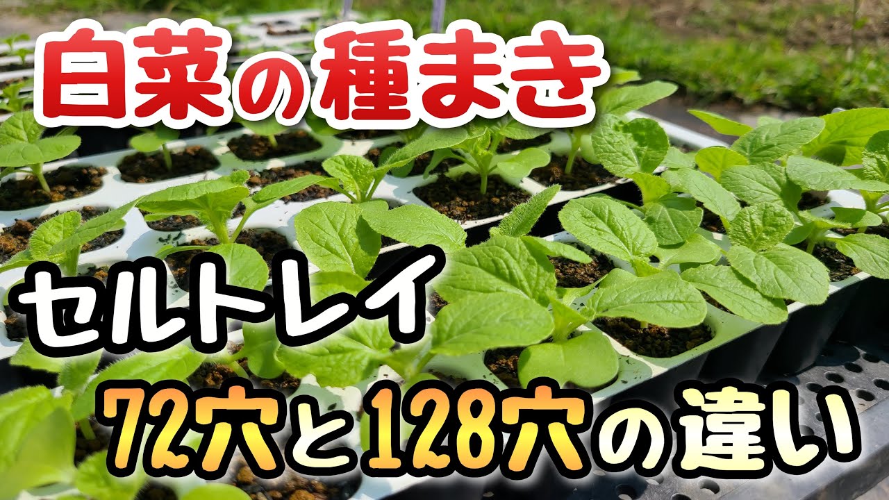 ニラの苗 128穴×15パレット分 白菜】72穴と128穴のセルトレイによる白菜苗の生育の違い - YouTube