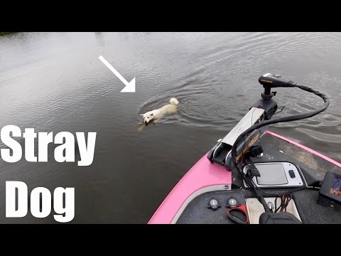 we-saved-this-dog's-life!!!-strangest-bass-fishing-tournament-ever?-(ft.-lunkerstv,-jon-b.-&-ap)