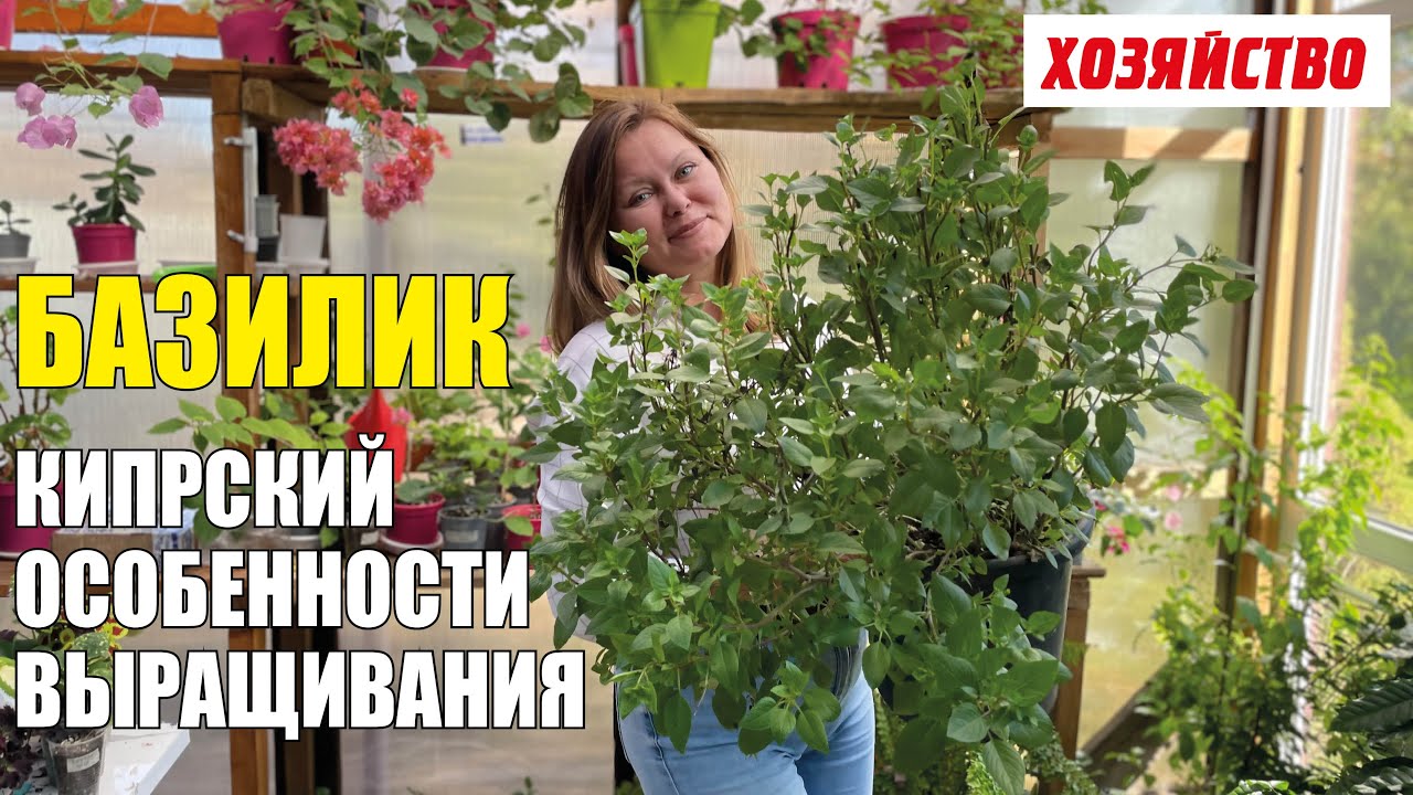 Базилик Кипрский, многолетний особенности выращивания - YouTube