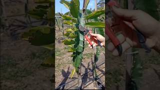 Pruning Dragonfruit Garden dragonfruit  pruning Pru