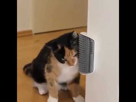 A cat's biggest dream - Smooth Fur