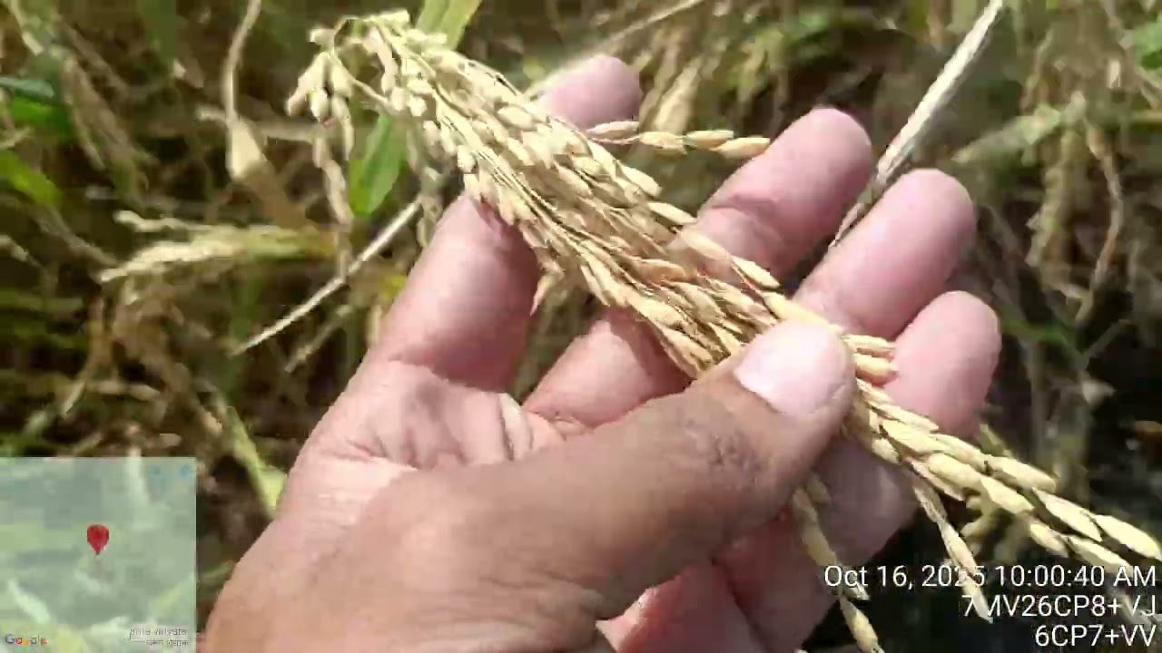 16 अक्टूबर 2025 koro khurd/Koro kala farmer and retailers meeting management crops cutting ✂️ 