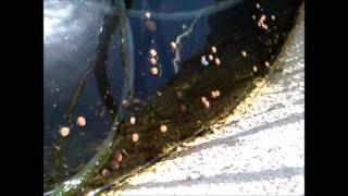2014 07 06 tilapiafry
