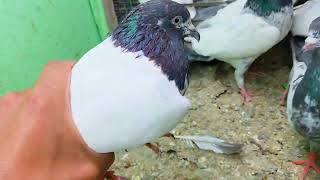 9667114219 Rampuri kabuter ka shoq (23/2/26)