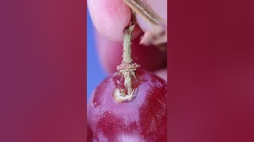 Removing a Grape from the Bunch (macro / close-up) #closeup #macro  #asmr #slowmotion #grape