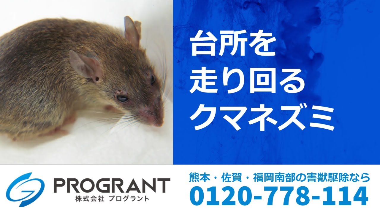 ネズミ駆除の豆知識 好きな餌 と 餌を使った罠 餌を使わない罠 について 熊本 佐賀のシロアリ駆除 害獣駆除ならプログラントへ ネズミ駆除の豆知識 好きな餌 と 餌を使った罠 餌を使わない罠 について 熊本 佐賀のシロアリ駆除 害獣駆除ならプログラントへ