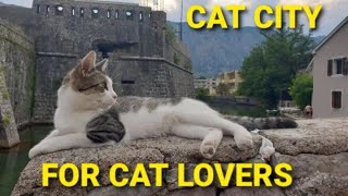 How CATS Helped Businesses To PROSPER In Kotor, 🇲🇪 MONTENEGRO