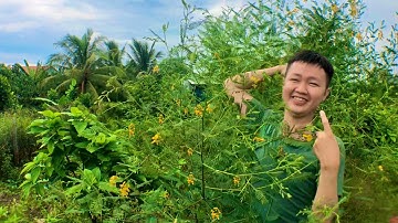 Ăn Bông Điên Điển Là Có Chồng , Đặc Sản Miền Tây - western cuisine , Feast in VietNam | Ba Đức TV