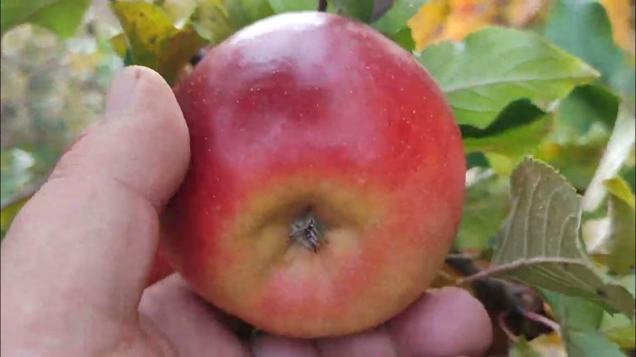 Яблони сорт Рубинола (apple Rubinola) и Розелла (apple Rozella). Обзор ...