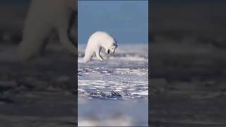 Why do foxes often jump in the snow?