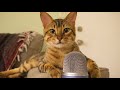 Asmr with a cat  purring scratching eating