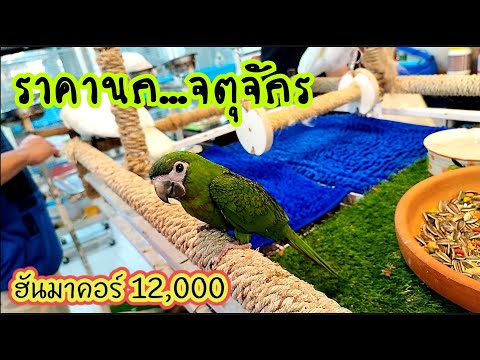 อัปเดท ราคานก จตุจักร