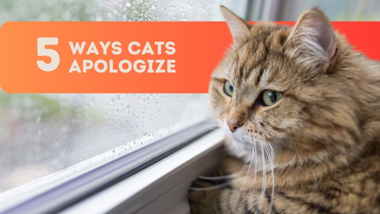 5 Ways Cats Apologize To Their Humans - Pet care