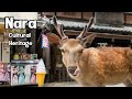 Nara Discover The Cultural History And Explore The Unique Experience Walking Tour 4K Nara Discover The Cultural History And Explore The Unique Experience Walking Tour 4K