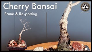 Cherry Bonsai Tree  pruning and repotting